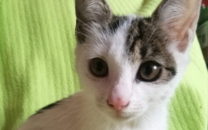 Zbiórka Dajmy szansę Brydzi! - zdjęcie główne