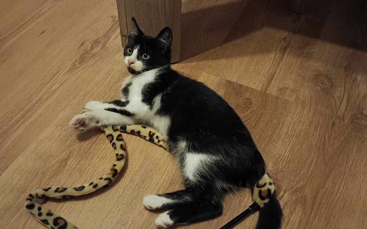 Czarny kot leżący na podłodze z zabawką.