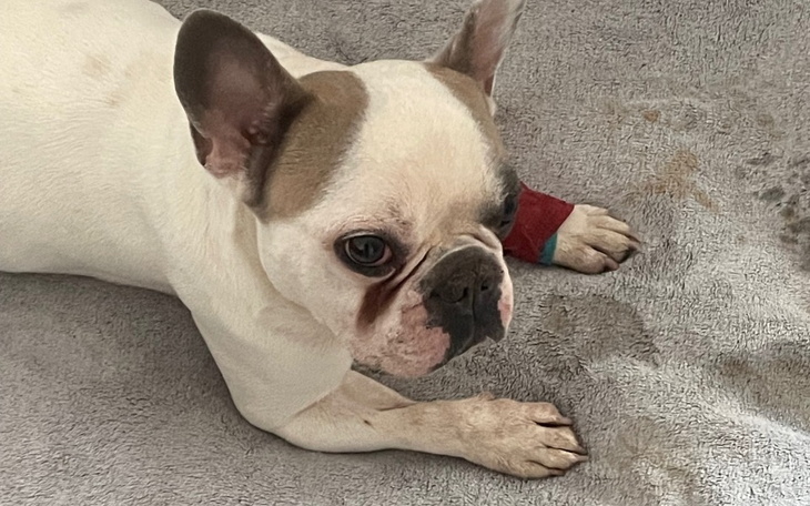 Zbiórka Na chorego boksia - zdjęcie główne