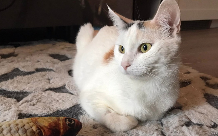 Zbiórka Leczenie Lulu - zdjęcie główne