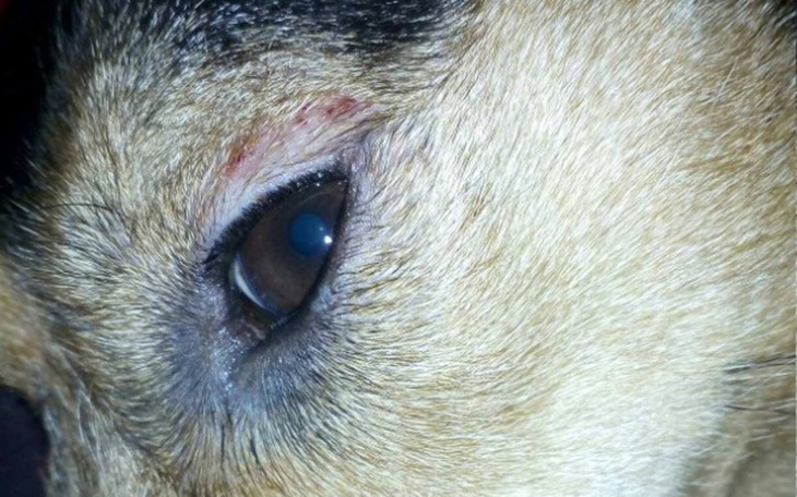 Zbiórka Kora prosi o pomoc w uldze - zdjęcie główne