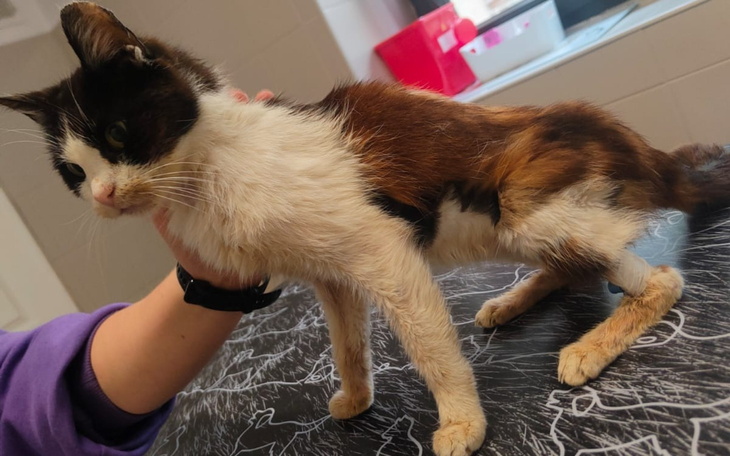 Kot z białym i brązowym futrem, trzymany przez osobę.