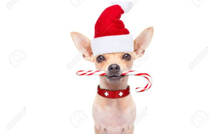 Zbiórka Schronisko Skierniewice - zdjęcie główne