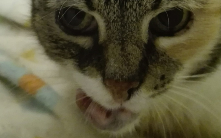 Zbiórka Perła - operacja guza pyszczka - zdjęcie główne