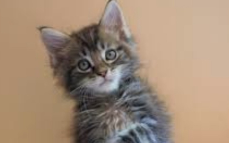 Zbiórka Zbieram na kota2 - zdjęcie główne