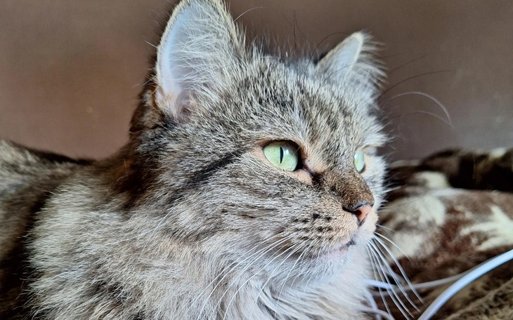 Zbiórka Na ratunek Vincentowi - zdjęcie główne