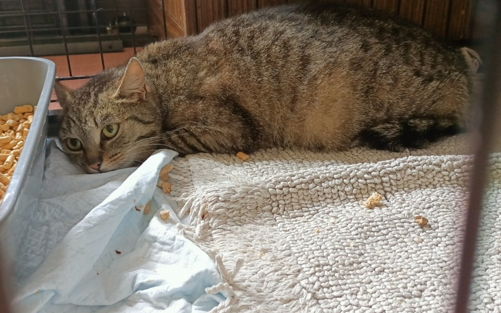 Zbiórka Bezdomne koty spod lasu - zdjęcie główne