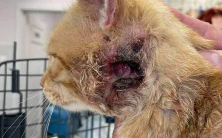 Zbiórka Ratowanie Mikusia - zdjęcie główne