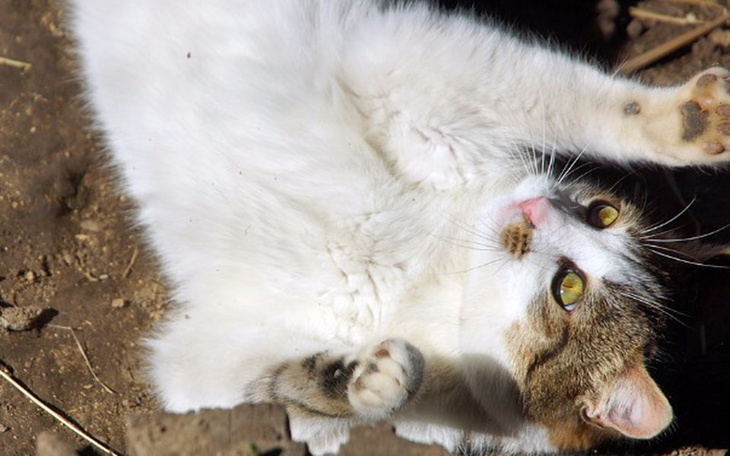 Zbiórka Nowe życie BiPi - zdjęcie główne