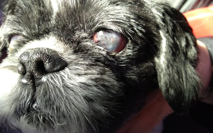 Zbiórka zbieram na operacje leona - zdjęcie główne