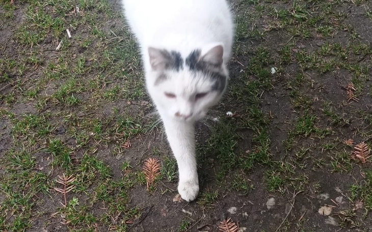 Biały kot z czarną łatą, spacerujący po trawie.