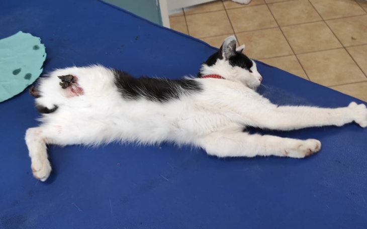 Zbiórka Urwana łapka, urwany ogon - zdjęcie główne