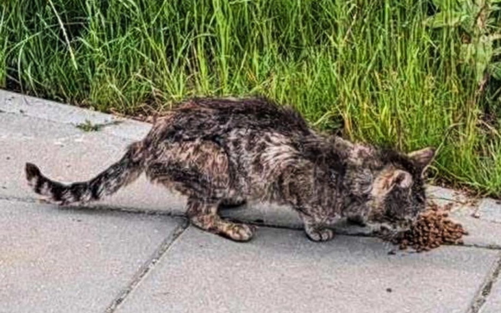 Stary kotek jedzący karmę na chodniku, wygląda na głodnego.
