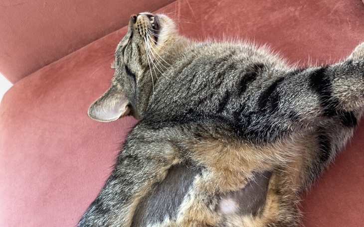 Zbiórka Niuniuś potrzebuje waszej pomocy - zdjęcie główne