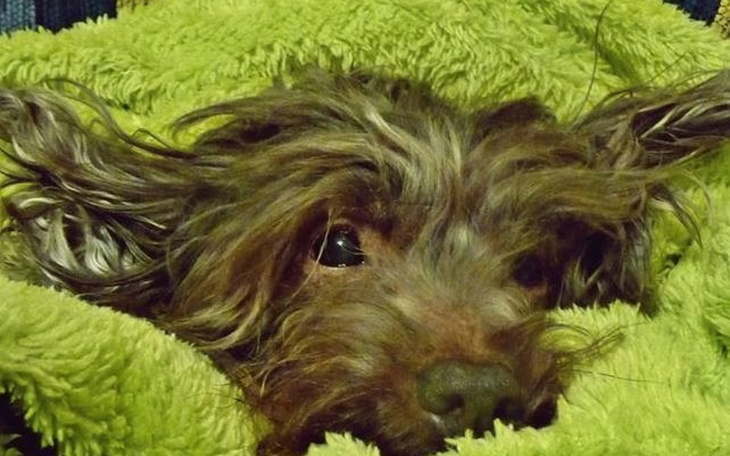 Zbiórka Mój pies cierpi na raka - zdjęcie główne