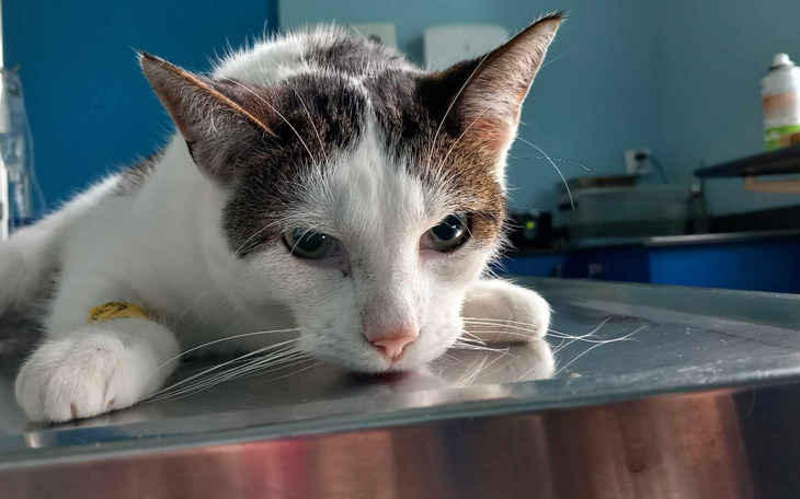 Kot leży na stole weterynaryjnym, wygląda na zmęczonego i zmartwionego.