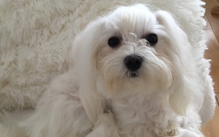 Zbiórka Nowe życie dla Chloe - zdjęcie główne