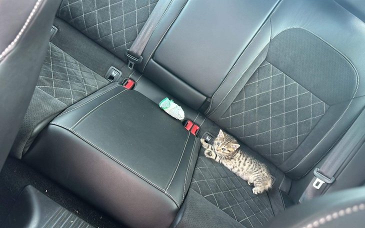 Zbiórka Na operację potrąconego kota - zdjęcie główne