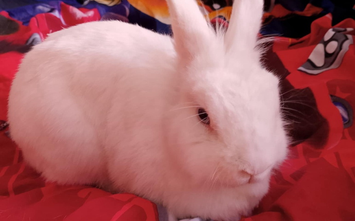 Biały królik siedzący na kolorowej narzucie, spokojny i zrelaksowany.