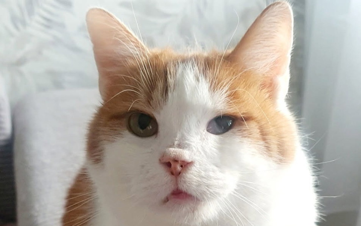 Kot z pomarańczowymi i białymi łatami.