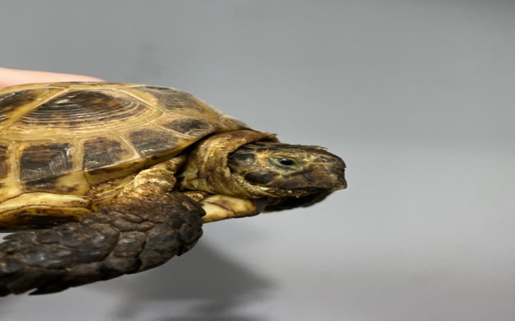 Zbiórka Potrzebne na leczenie żółwia - zdjęcie główne