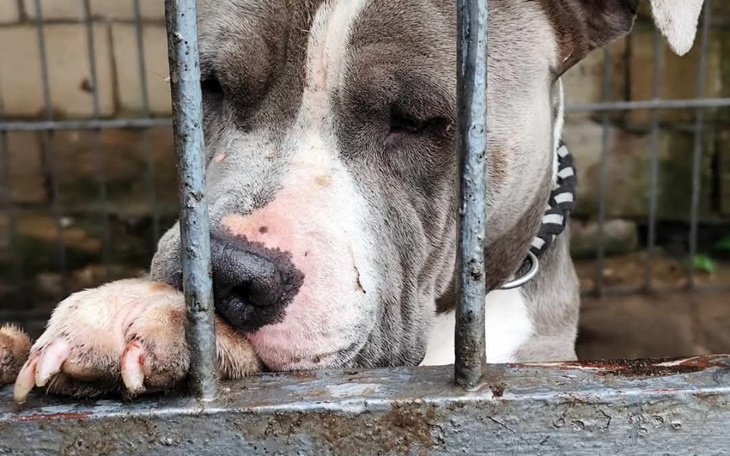 Smutny pies w schronisku, czekający na nowy dom.