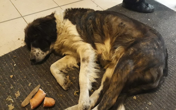 Zbiórka Bezdomna od zawsze ....pomóż jej - zdjęcie główne