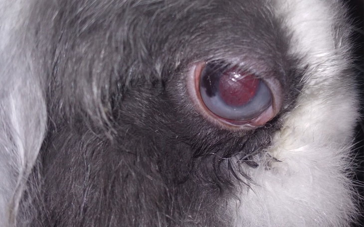 Zbiórka Na leczenie króliczka - pomóż mu - zdjęcie główne