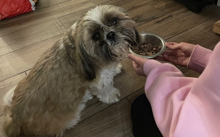 Zbiórka rehabilitacje dla Peppera - zdjęcie główne