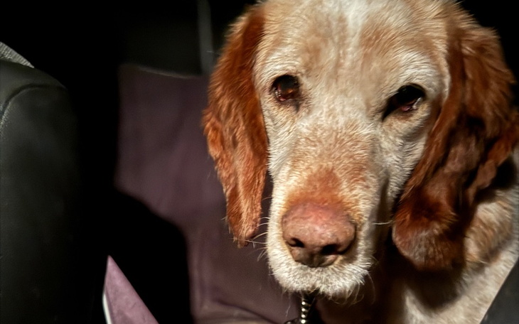 Zbiórka Znaleziony psi staruszek - zdjęcie główne