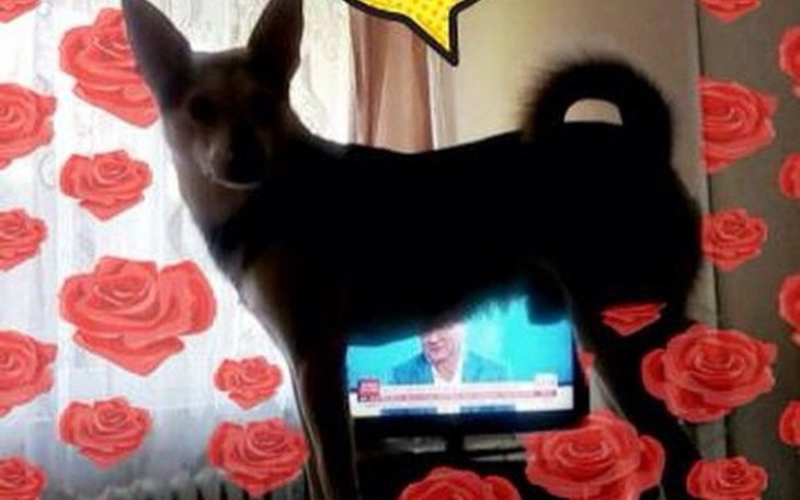 Zbiórka Paka dla psiaka 🐾 - zdjęcie główne