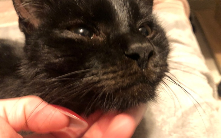 Zbiórka Walka Kevina Zapalenie Otrzewnej - zdjęcie główne