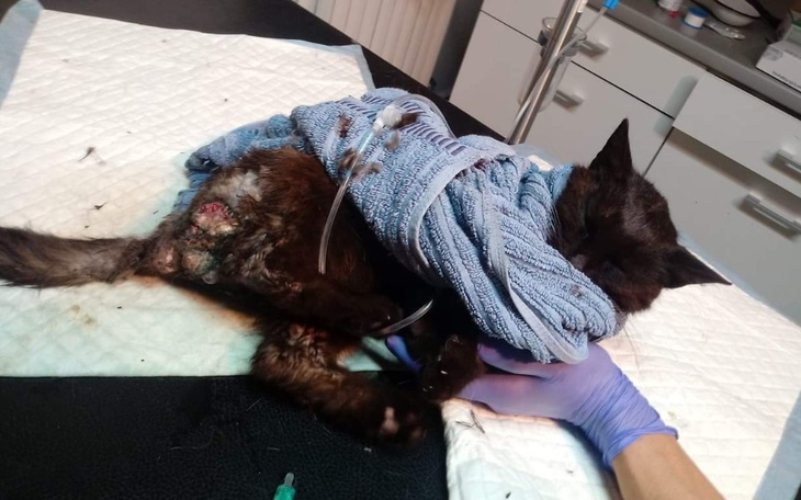 Zbiórka Leczenie stadka MDT - zdjęcie główne