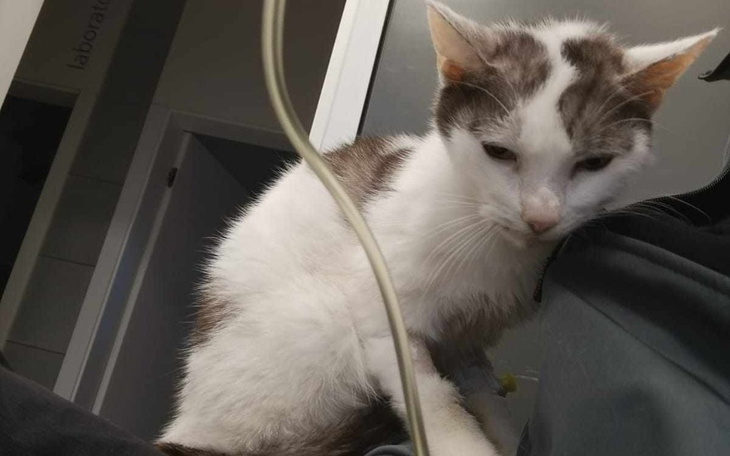 Kot o białym futrze z brązowymi plamami siedzący na ramieniu.