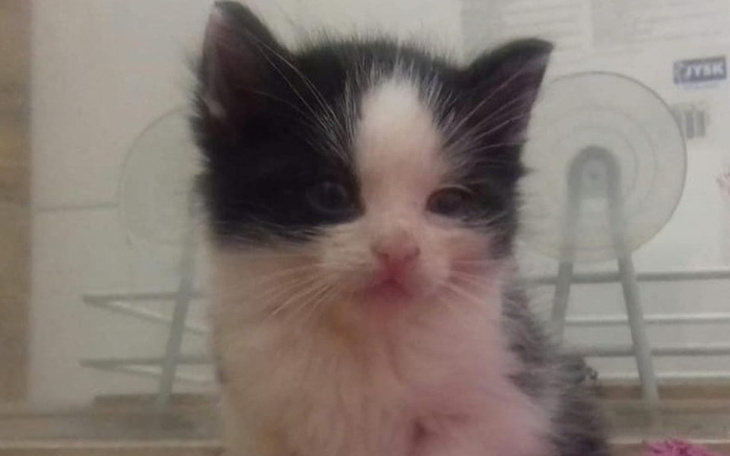 Zbiórka Pomoc dla Szpitalika dla Kociąt - zdjęcie główne