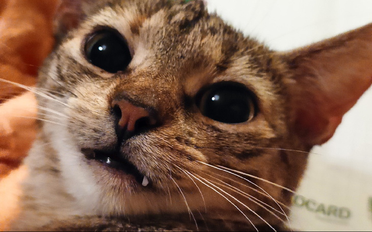 Zbiórka Dorzuć się do karmy dla Nigiri - zdjęcie główne