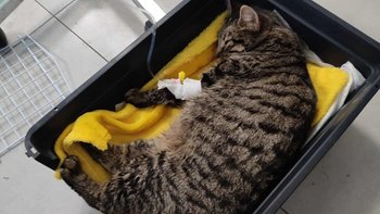 Zbiórka Kotka Migotka leczenie - miniaturka zdjęcia