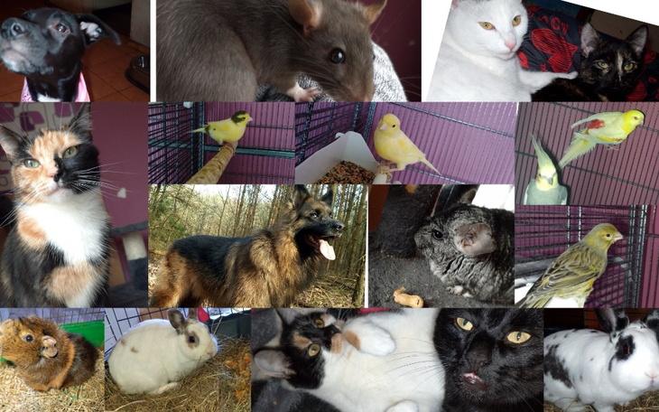 Kolaż zdjęć różnych zwierząt domowych w jednym ujęciu.