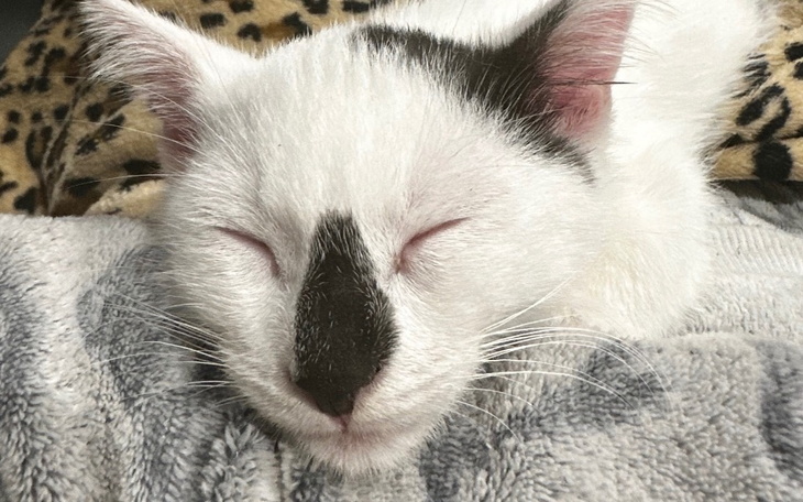 Zbiórka Leczenie Kota Adasia - zdjęcie główne