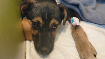 Zbiórka Szczeniak z bagien leczenie DRAM - miniaturka zdjęcia