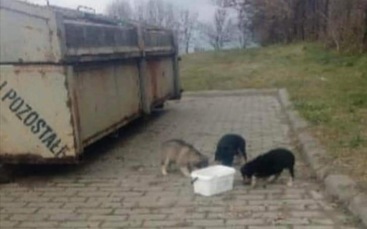 Zbiórka Pomóż maleństwom trafić do domów - zdjęcie główne