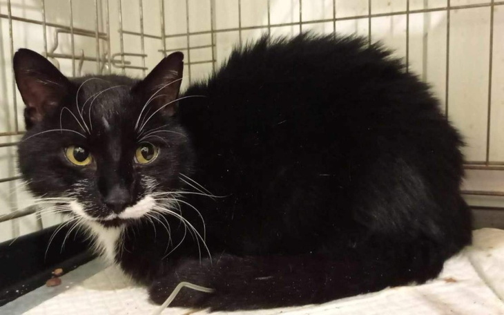 Zbiórka Pomoc dla Dzikuska - zdjęcie główne