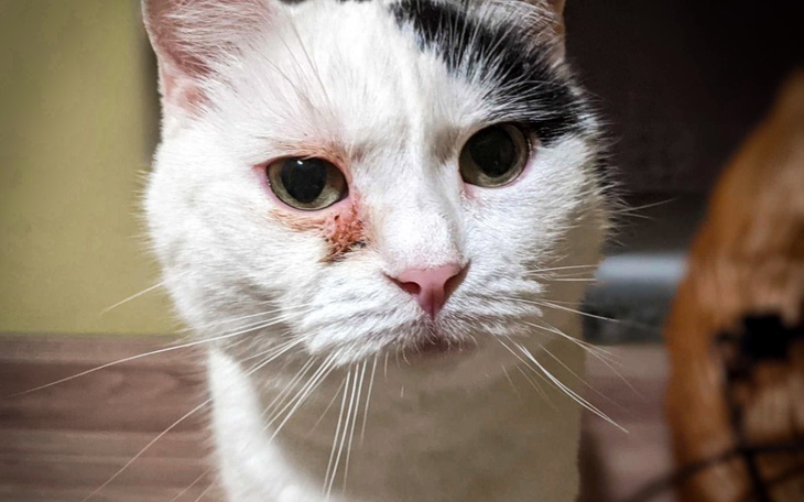 Biały kot z czarną łatą na głowie, patrzy w obiektyw.