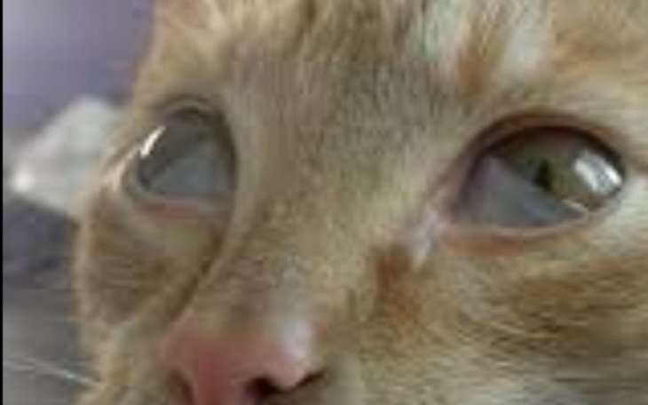 Zbiórka Chore oczy felixa... - zdjęcie główne