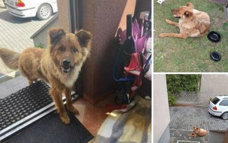 Zbiórka Byle nie do schroniska - zdjęcie główne