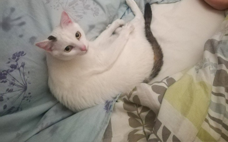 Zbiórka Najlepszy Przyjaciel w potrzebie - zdjęcie główne