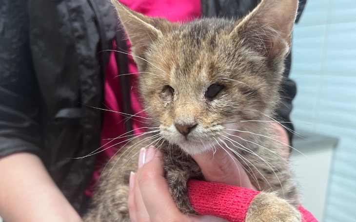 Zbiórka Operacja naszej niewidomki - zdjęcie główne