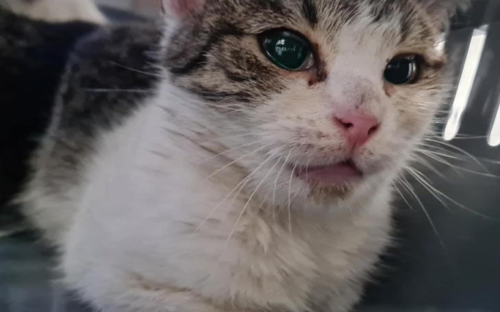 Kot z wyrazistymi zielonymi oczami.