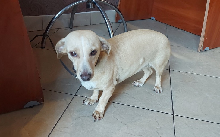 Zbiórka Sterylka Sary i Meli - zdjęcie główne