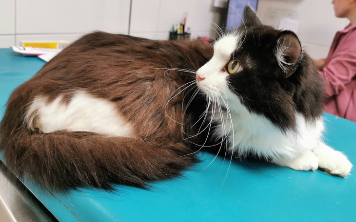 Zbiórka Dla uratowanych kotów z Ukrainy - zdjęcie główne